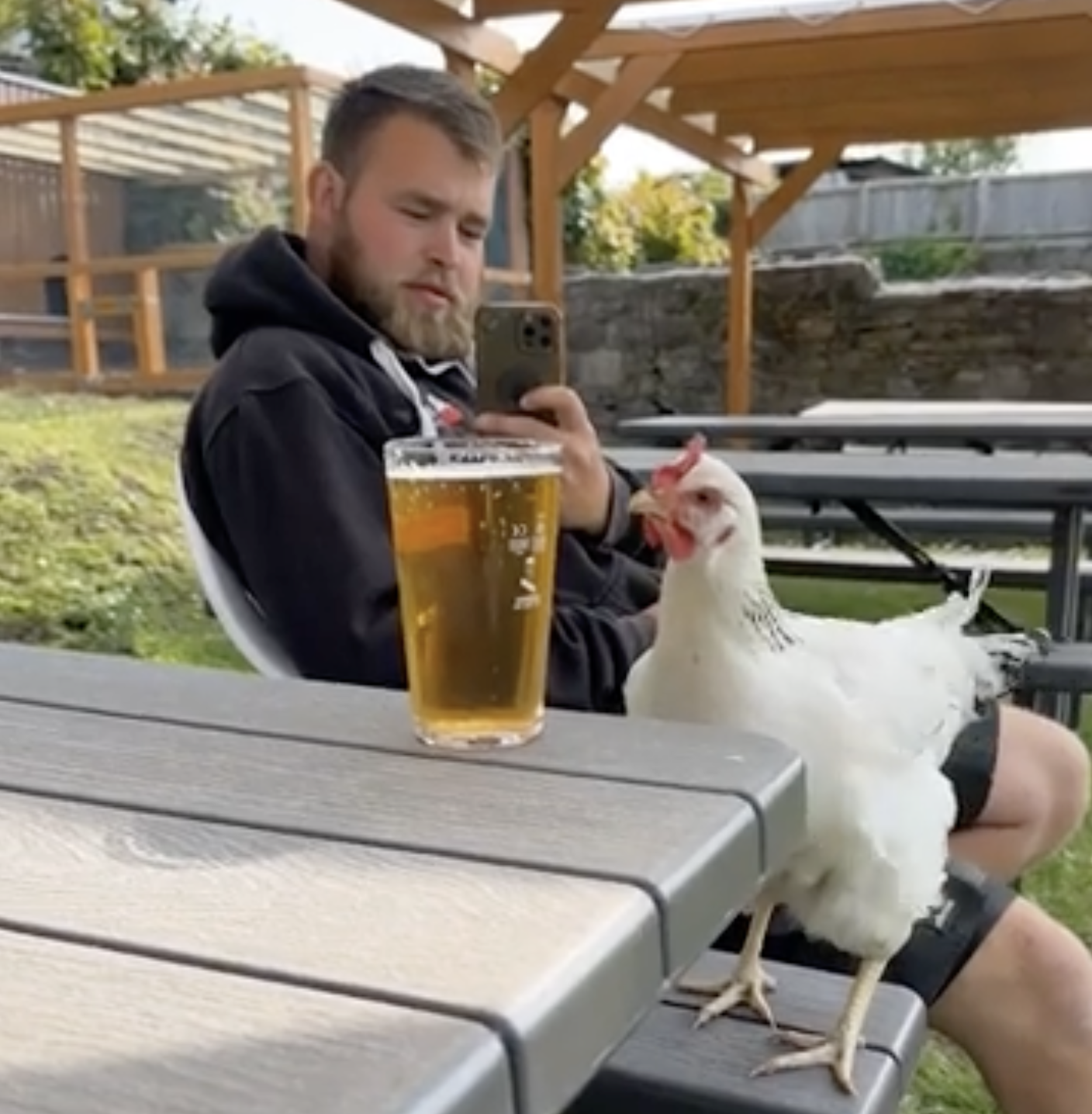 TRENDING NOW: Chicken sneaks a sip of guy's beer | iNFOnews.ca
